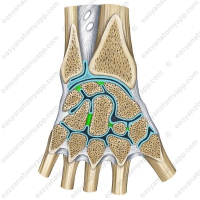 Intra-articular interosseous intercarpal ligaments (ligg. intercarpalia interossea)